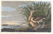 Kurzohr-Curlew - John James Audubon — Ansicht des Kunstwerks