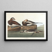Enten mit langem Schwanz - John James Audubon — gerahmtes Bild an der Wand