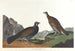 Tetra mit langem Schwanz oder dunkler Tetra - John James Audubon — Ansicht des Kunstwerks