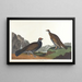 Tetra mit langem Schwanz oder dunkler Tetra - John James Audubon — gerahmtes Bild an der Wand