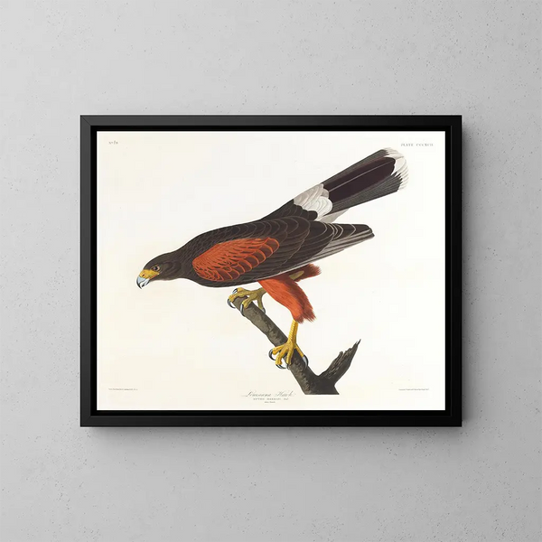 Faucon de Louisiane - John James Audubon — gerahmtes Bild an der Wand