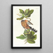 Coulicou des mangroves - John James Audubon — gerahmtes Bild an der Wand