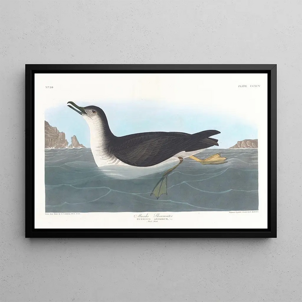 Puffin des Engländers - John James Audubon — gerahmtes Bild an der Wand