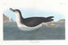 Puffin des Engländers - John James Audubon — Ansicht des Kunstwerks