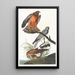 Busard des marais - John James Audubon — gerahmtes Bild an der Wand