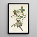 Paruline du Maryland - John James Audubon — gerahmtes Bild an der Wand