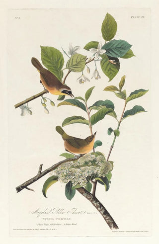 John James Audubon - Maryland yellow throat.webp