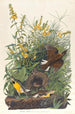 Sturnelle des prés - John James Audubon — Ansicht des Kunstwerks