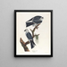 Kitesurfing am Mississippi - John James Audubon — gerahmtes Bild an der Wand