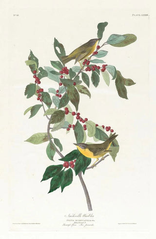 John James Audubon - Nashville warbler.webp