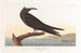 Noddi braun - John James Audubon — Ansicht des Kunstwerks