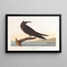 Noddi braun - John James Audubon — gerahmtes Bild an der Wand
