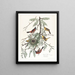 Loriot des vergers - John James Audubon — gerahmtes Bild an der Wand