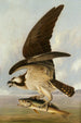 Balbuzard et Poisson faible - John James Audubon — Ansicht des Kunstwerks