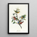 Pinson gemalt - John James Audubon — gerahmtes Bild an der Wand