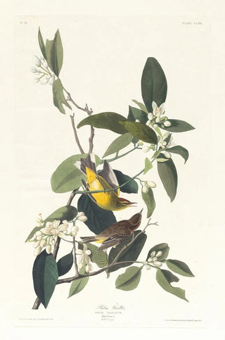 John James Audubon - Palm warbler.webp
