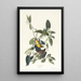 Paruline des Palmiers - John James Audubon — gerahmtes Bild an der Wand