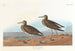 Bécasseau à poitrine cendrée - John James Audubon — Ansicht des Kunstwerks