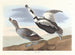 Entenlauf - John James Audubon — Ansicht des Kunstwerks