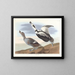 Entenlauf - John James Audubon — gerahmtes Bild an der Wand