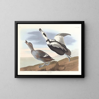 John James Audubon - Pied duck.webp