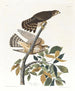 Buse à pigeons - John James Audubon — Ansicht des Kunstwerks