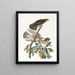 Buse à pigeons - John James Audubon — gerahmtes Bild an der Wand
