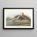 Kurzohr-Glanzstirn - John James Audubon — gerahmtes Bild an der Wand