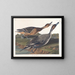 Enten mit spitzem Schwanz - John James Audubon — gerahmtes Bild an der Wand
