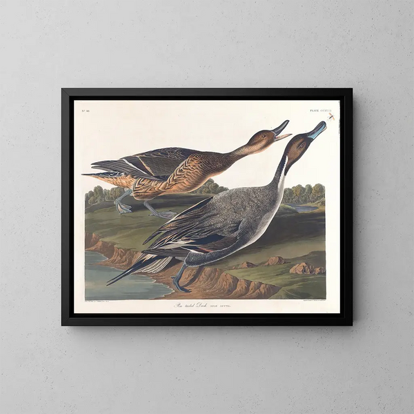 Enten mit spitzem Schwanz - John James Audubon — gerahmtes Bild an der Wand
