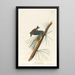 Paruline des pins - John James Audubon — gerahmtes Bild an der Wand