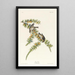 Pinson des Pins - John James Audubon — gerahmtes Bild an der Wand