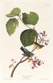Paruline des marais - John James Audubon — Ansicht des Kunstwerks
