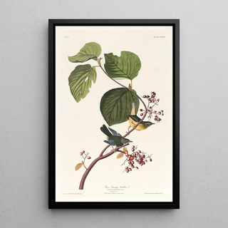 John James Audubon - Pine swamp warbler.webp