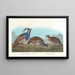Perdrix huppée, Perdrix à pattes épaisses - John James Audubon — gerahmtes Bild an der Wand