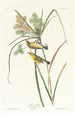 Paruline des prairies - John James Audubon — Ansicht des Kunstwerks