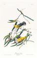 Paruline orangée - John James Audubon — Ansicht des Kunstwerks