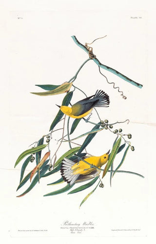 John James Audubon - Prothonotary warbler.webp