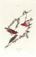Roselin pourpré - John James Audubon — Ansicht des Kunstwerks