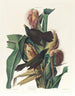 Quiscale pourpre - John James Audubon — Ansicht des Kunstwerks