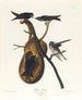 Schwalbe in Purpur - John James Audubon — Ansicht des Kunstwerks