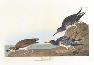 John James Audubon - Purple sandpiper.webp