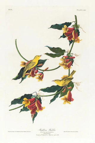 John James Audubon - Rathbone warbler.webp