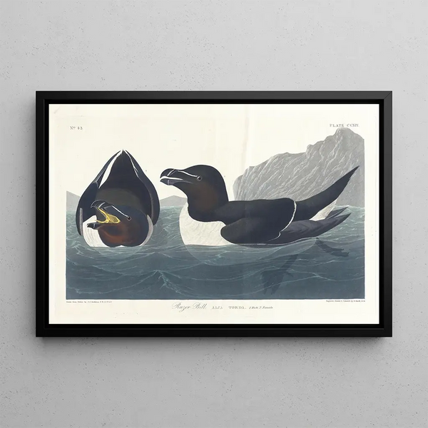 Petit Pingouin - John James Audubon — gerahmtes Bild an der Wand