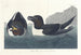 Petit Pingouin - John James Audubon — Ansicht des Kunstwerks