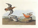 Phalarope à bec rouge - John James Audubon — Ansicht des Kunstwerks