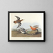 Phalarope à bec rouge - John James Audubon — gerahmtes Bild an der Wand