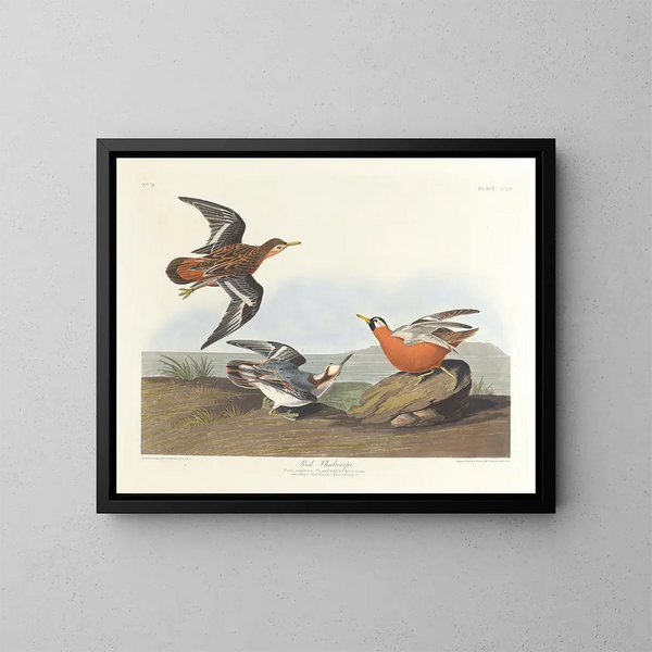 Phalarope à bec rouge - John James Audubon — gerahmtes Bild an der Wand