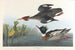 Harle huppé - John James Audubon — Ansicht des Kunstwerks
