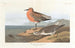 Bécasseau à poitrine rousse - John James Audubon — Ansicht des Kunstwerks